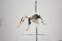 ( - NHMO-ENT-443442)  @11 [ ] CreativeCommons - Attribution Non-Commercial Share-Alike (2019) Unspecified University of Oslo, Natural History Museum