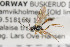  ( - NHMO-ENT-288928)  @11 [ ] CreativeCommons - Attribution Non-Commercial Share-Alike (2019) Unspecified University of Oslo, Natural History Museum