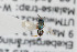  ( - NHMO-ENT-443677)  @11 [ ] CreativeCommons - Attribution Non-Commercial Share-Alike (2019) Unspecified University of Oslo, Natural History Museum