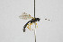  ( - NHMO-ENT-443518)  @11 [ ] CreativeCommons - Attribution Non-Commercial Share-Alike (2019) Unspecified University of Oslo, Natural History Museum