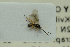  (Chorebus nr. dirona 11 - NHMO-ENT-293043)  @12 [ ] CreativeCommons - Attribution Non-Commercial Share-Alike (2018) Unspecified University of Oslo, Natural History Museum
