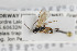  (Ctenochira gelida - NHMO-ENT-272158)  @11 [ ] CreativeCommons - Attribution Non-Commercial Share-Alike (2019) Unspecified University of Oslo, Natural History Museum