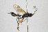  ( - NHMO-ENT-274826)  @11 [ ] CreativeCommons - Attribution Non-Commercial Share-Alike (2019) Unspecified University of Oslo, Natural History Museum