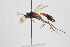  (Gambrus carnifex - NHMO-ENT-286260)  @11 [ ] CreativeCommons - Attribution Non-Commercial Share-Alike (2019) Unspecified University of Oslo, Natural History Museum