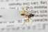  ( - NHMO-ENT-294174)  @11 [ ] CreativeCommons - Attribution Non-Commercial Share-Alike (2019) Unspecified University of Oslo, Natural History Museum