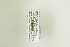  (Smicroplectrus erosus - NHMO-DAR-13064)  @12 [ ] CreativeCommons - Attribution Non-Commercial Share-Alike (2017) Unspecified University of Oslo, Natural History Museum