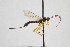  (Glypta scutellaris - NHMO-ENT-510470)  @11 [ ] CreativeCommons - Attribution Non-Commercial Share-Alike (2019) Unspecified University of Oslo, Natural History Museum
