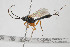  (Glypta brevipetiolata - NHMO-ENT-299264)  @11 [ ] CreativeCommons - Attribution Non-Commercial Share-Alike (2019) Unspecified University of Oslo, Natural History Museum