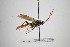  (Protichneumon jesperi - NHMO-ENT-443504)  @11 [ ] CreativeCommons - Attribution Non-Commercial Share-Alike (2019) Unspecified University of Oslo, Natural History Museum