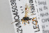  ( - NHMO-ENT-443416)  @11 [ ] CreativeCommons - Attribution Non-Commercial Share-Alike (2019) Unspecified University of Oslo, Natural History Museum