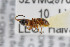  ( - NHMO-ENT-510490)  @11 [ ] CreativeCommons - Attribution Non-Commercial Share-Alike (2019) Unspecified University of Oslo, Natural History Museum