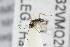  ( - NHMO-ENT-443550)  @11 [ ] CreativeCommons - Attribution Non-Commercial Share-Alike (2019) Unspecified University of Oslo, Natural History Museum