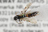  (Eriplatys - NHMO-ENT-295456)  @11 [ ] CreativeCommons - Attribution Non-Commercial Share-Alike (2019) Unspecified University of Oslo, Natural History Museum
