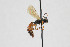  (Dirophanes muricifer - NHMO-ENT-443490)  @11 [ ] CreativeCommons - Attribution Non-Commercial Share-Alike (2019) Unspecified University of Oslo, Natural History Museum