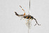  ( - NHMO-ENT-443480)  @11 [ ] CreativeCommons - Attribution Non-Commercial Share-Alike (2019) Unspecified University of Oslo, Natural History Museum