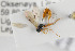  (Probles neoversutus - NHMO-ENT-275525)  @13 [ ] CreativeCommons - Attribution Non-Commercial Share-Alike (2019) Unspecified University of Oslo, Natural History Museum