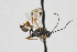  ( - NHMO-ENT-293571)  @11 [ ] CreativeCommons - Attribution Non-Commercial Share-Alike (2019) Unspecified University of Oslo, Natural History Museum