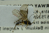  ( - NHMO-ENT-293000)  @13 [ ] CreativeCommons - Attribution Non-Commercial Share-Alike (2018) Unspecified University of Oslo, Natural History Museum