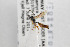  (Barycnemis blediator - NHMO-ENT-510433)  @11 [ ] CreativeCommons - Attribution Non-Commercial Share-Alike (2019) Unspecified University of Oslo, Natural History Museum
