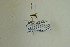  ( - NHMO-DAR-13446)  @12 [ ] CreativeCommons - Attribution Non-Commercial Share-Alike (2017) Unspecified University of Oslo, Natural History Museum