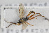  (Aptesis cretata - NHMO-ENT-276257)  @13 [ ] CreativeCommons - Attribution Non-Commercial Share-Alike (2019) Unspecified University of Oslo, Natural History Museum