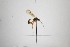  ( - NHMO-ENT-442723)  @11 [ ] CreativeCommons - Attribution Non-Commercial Share-Alike (2019) Unspecified University of Oslo, Natural History Museum