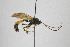  ( - NHMO-ENT-443500)  @11 [ ] CreativeCommons - Attribution Non-Commercial Share-Alike (2019) Unspecified University of Oslo, Natural History Museum