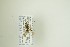  (Dusona perditor - NHMO-DAR-13031)  @11 [ ] CreativeCommons - Attribution Non-Commercial Share-Alike (2017) Unspecified University of Oslo, Natural History Museum