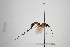  ( - NHMO-ENT-443511)  @11 [ ] CreativeCommons - Attribution Non-Commercial Share-Alike (2019) Unspecified University of Oslo, Natural History Museum