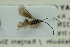  ( - NHMO-ENT-292980)  @12 [ ] CreativeCommons - Attribution Non-Commercial Share-Alike (2018) Unspecified University of Oslo, Natural History Museum