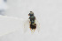  ( - NHMO-ENT-443602)  @11 [ ] CreativeCommons - Attribution Non-Commercial Share-Alike (2019) Unspecified University of Oslo, Natural History Museum