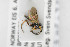  ( - NHMO-ENT-443391)  @11 [ ] CreativeCommons - Attribution Non-Commercial Share-Alike (2019) Unspecified University of Oslo, Natural History Museum