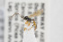  (Dicaelotus crassifemur - NHMO-ENT-295484)  @11 [ ] CreativeCommons - Attribution Non-Commercial Share-Alike (2019) Unspecified University of Oslo, Natural History Museum