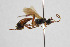  (Aptesis ochrostoma - NHMO-ENT-443461)  @11 [ ] CreativeCommons - Attribution Non-Commercial Share-Alike (2019) Unspecified University of Oslo, Natural History Museum