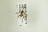  (Agrothereutes hospes - NHMO-DAR-12901)  @11 [ ] CreativeCommons - Attribution Non-Commercial Share-Alike (2017) Unspecified University of Oslo, Natural History Museum