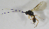  (Chorebus credne complex - HERSELEB 2016B 002)  @13 [ ] CreativeCommons - Attribution Non-Commercial Share-Alike (2017) Unspecified University of Oslo, Natural History Museum