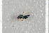  ( - NHMO-DAR-6390)  @12 [ ] CreativeCommons - Attribution Non-Commercial Share-Alike (2015) Unspecified University of Oslo, Natural History Museum