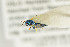  ( - NHMO-DAR-4907)  @13 [ ] CreativeCommons - Attribution Non-Commercial Share-Alike (2015) Unspecified University of Oslo, Natural History Museum
