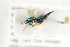  ( - NHMO-DAR-4910)  @12 [ ] CreativeCommons - Attribution Non-Commercial Share-Alike (2015) Unspecified University of Oslo, Natural History Museum