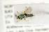  ( - NHMO-DAR-4911)  @11 [ ] CreativeCommons - Attribution Non-Commercial Share-Alike (2015) Unspecified University of Oslo, Natural History Museum