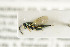  (Pteromalus berylli - NHMO-DAR-4913)  @11 [ ] CreativeCommons - Attribution Non-Commercial Share-Alike (2015) Unspecified University of Oslo, Natural History Museum