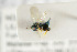  ( - NHMO-DAR-4915)  @12 [ ] CreativeCommons - Attribution Non-Commercial Share-Alike (2015) Unspecified University of Oslo, Natural History Museum