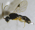  (Helorus sp - HERSELEB 2016B 015)  @11 [ ] CreativeCommons - Attribution Non-Commercial Share-Alike (2017) Unspecified University of Oslo, Natural History Museum