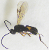  ( - HERSELEB 2016B 019)  @13 [ ] CreativeCommons - Attribution Non-Commercial Share-Alike (2017) Unspecified University of Oslo, Natural History Museum