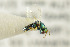  ( - NHMO-DAR-4925)  @11 [ ] CreativeCommons - Attribution Non-Commercial Share-Alike (2015) Unspecified University of Oslo, Natural History Museum