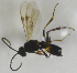  ( - HERSELEB 2016B 024)  @13 [ ] CreativeCommons - Attribution Non-Commercial Share-Alike (2017) Unspecified University of Oslo, Natural History Museum