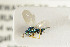  (Pteromalus fasciatus - NHMO-DAR-4926)  @11 [ ] CreativeCommons - Attribution Non-Commercial Share-Alike (2015) Unspecified University of Oslo, Natural History Museum