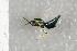  (Pteromalus albipennis - NHMO-DAR-6447)  @14 [ ] CreativeCommons - Attribution Non-Commercial Share-Alike (2015) Unspecified University of Oslo, Natural History Museum