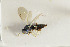  ( - NHMO-DAR-4928)  @11 [ ] CreativeCommons - Attribution Non-Commercial Share-Alike (2015) Unspecified University of Oslo, Natural History Museum