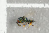  ( - NHMO-DAR-6448)  @12 [ ] CreativeCommons - Attribution Non-Commercial Share-Alike (2015) Unspecified University of Oslo, Natural History Museum